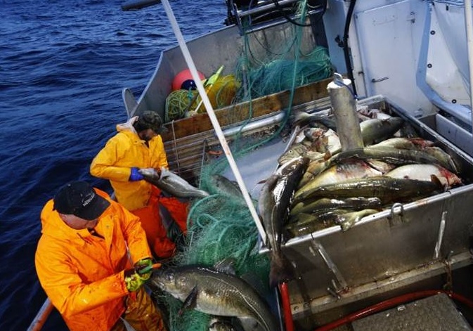 Russian Fishing Tycoons Expanding in Barents Sea